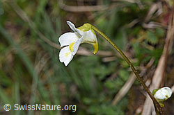 Alpen-Fettblatt (Pinguicula alpina) (F292876)