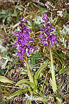 Männliches Knabenkraut (Orchis mascula) (F292890) Männliches Knabenkraut (Orchis mascula) (F292890)