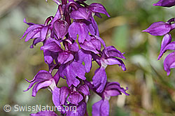 Männliches Knabenkraut (Orchis mascula) (F292891) Männliches Knabenkraut (Orchis mascula) (F292891)