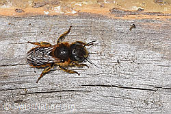 Foto: Goldene Schneckenhausbiene (Osmia aurulenta)