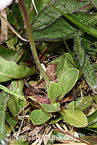 Gänseblümchen (Bellis perennis) (F292983)