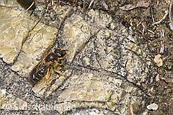 Rotbeinige Furchenbiene (Halictus rubicundus) (F293017) Rotbeinige Furchenbiene (Halictus rubicundus) (F293017)