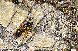 Rotbeinige Furchenbiene (Halictus rubicundus) (F293019) Rotbeinige Furchenbiene (Halictus rubicundus) (F293019)