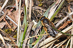 Rotbeinige Furchenbiene (Halictus rubicundus) (F293021) Rotbeinige Furchenbiene (Halictus rubicundus) (F293021)