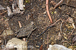 Gemeine Dornschrecke (Tetrix undulata) (F293043) Gemeine Dornschrecke (Tetrix undulata) (F293043)