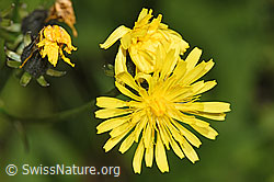 Wiesen-Pippau (Crepis biennis) (F296197) Wiesen-Pippau (Crepis biennis) (F296197)