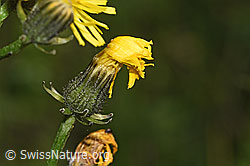Wiesen-Pippau (Crepis biennis) (F296198) Wiesen-Pippau (Crepis biennis) (F296198)