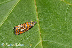 Prachtwickler (Olethreutes arcuella) (F296331) Prachtwickler (Olethreutes arcuella) (F296331)