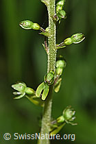 Grosses Zweiblatt (Listera ovata) (F296390)