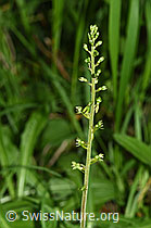 Grosses Zweiblatt (Listera ovata) (F296392)