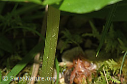 Grosses Zweiblatt (Listera ovata) (F296395)