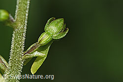 Grosses Zweiblatt (Listera ovata) (F296398)