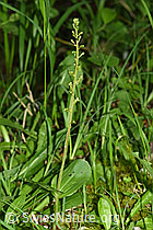 Grosses Zweiblatt (Listera ovata) (F296400)