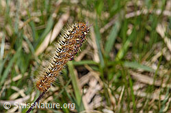 Eichenspinner Raupe (Lasiocampa quercus) (F296926) Eichenspinner Raupe (Lasiocampa quercus) (F296926)