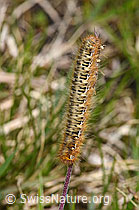 Eichenspinner Raupe (Lasiocampa quercus) (F296929) Eichenspinner Raupe (Lasiocampa quercus) (F296929)