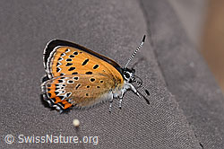 Blauschillernder Feuerfalter (Lycaena helle) (F297220)