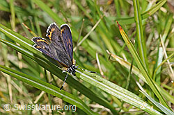 Blauschillernder Feuerfalter (Lycaena helle) (F297244)