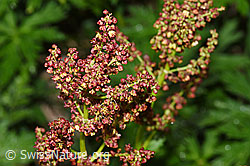 Berg-Sauerampfer (Rumex alpestris) (19.06.2025, F298843)