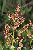 Foto: Berg-Sauerampfer (Rumex alpestris)