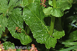 Foto: Berg-Sauerampfer (Rumex alpestris)
