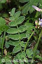 Foto: Alpen-Tragant (Astragalus alpinus)