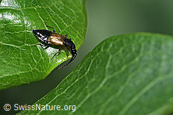 Anthophagus alpinus (Kurzflügler) (F298930) Anthophagus alpinus (Kurzflügler) (F298930)