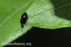 F298940: Schwarzer Weidenblattkäfer (Luperus luperus)