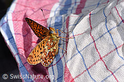 Silberfleck-Perlmuttfalter (Boloria euphrosyne) (F299101) Silberfleck-Perlmuttfalter (Boloria euphrosyne) (F299101)