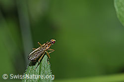 New in SwissNature.org: Cordilura albipes