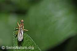 Cordilura albipes (Dungfliege) (F299164)
