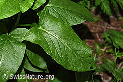 Rumex alpestris (F299174)