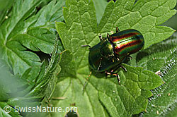 Oreina speciosa (F299203)