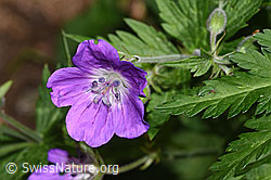 Wald-Storchschnabel (Geranium sylvaticum) (19.06.2025, F299213)
