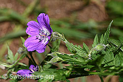 Wald-Storchschnabel (Geranium sylvaticum) (19.06.2025, F299214)