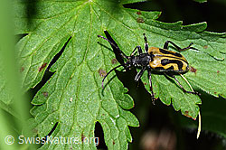 Foto: Schwarzhörniger Fleckenbock (Brachyta interrogationis)