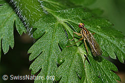 Cordilura albipes (Dungfliege) (F299239)