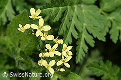 Biscutella laevigata (F299254)