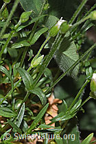 F299259: Aufrechtes Acker-Hornkraut (Cerastium arvense ssp. strictum)