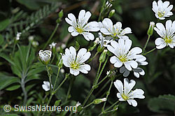 F299261: Aufrechtes Acker-Hornkraut (Cerastium arvense ssp. strictum)