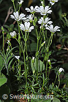 F299262: Aufrechtes Acker-Hornkraut (Cerastium arvense ssp. strictum)