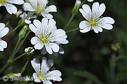 F299263: Aufrechtes Acker-Hornkraut (Cerastium arvense ssp. strictum)