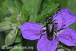 Schwarzhörniger Fleckenbock (Brachyta interrogationis) auf Wald-Storchschnabel (Geranium sylvaticum) (F299269) Schwarzhörniger Fleckenbock (Brachyta interrogationis) auf Wald-Storchschnabel (Geranium sylvaticum) (F299269)