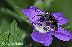 Schwarzhörniger Fleckenbock (Brachyta interrogationis) auf Wald-Storchschnabel (Geranium sylvaticum) (19.06.2025, F299272)