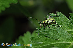 Calocoris alpestris (F299298)