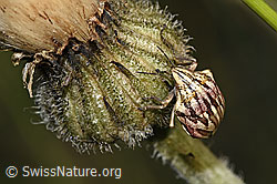 Odontotarsus purpureolineatus (Schildwanze) an Blume (F299460) Odontotarsus purpureolineatus (Schildwanze) an Blume (F299460)