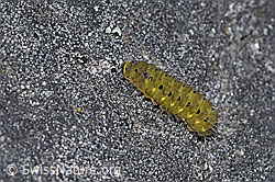 Thymian-Widderchen Raupe (Zygaena purpuralis) (F299490) Thymian-Widderchen Raupe (Zygaena purpuralis) (F299490)