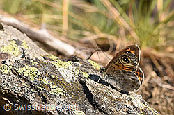 Braunauge (Lasiommata maera) (F299542) Braunauge (Lasiommata maera) (F299542)