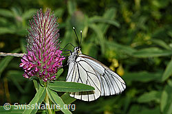 Foto: Baumweissling (Aporia crataegi) an Purpur-Klee (Trifolium rubens)