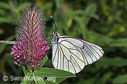 Foto: Baumweissling (Aporia crataegi) an Purpur-Klee (Trifolium rubens)
