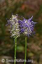 Betonienblättrige Rapunzel (Phyteuma betonicifolium) (F299733)